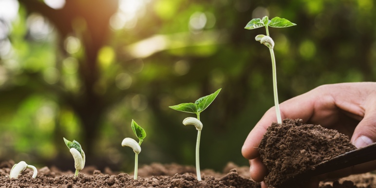 From left to right, a succession of seeds growing at different stages