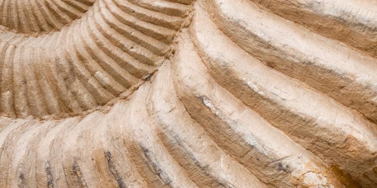 Close-up of a conch shell fossil.
