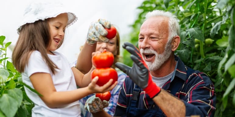 A retired man in the outdoors, stacking up different-sized tomatoes with his grandchildren. 