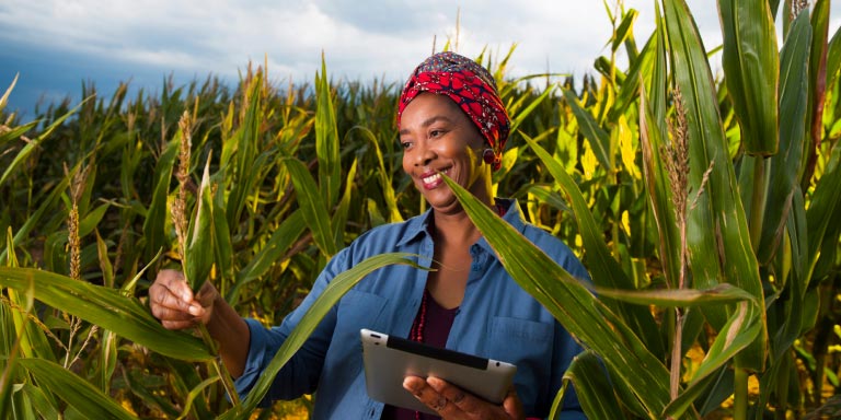 Smiling African female farmer using a tablet in a cornfield representing business growth and worker well-being as part of employee benefits.