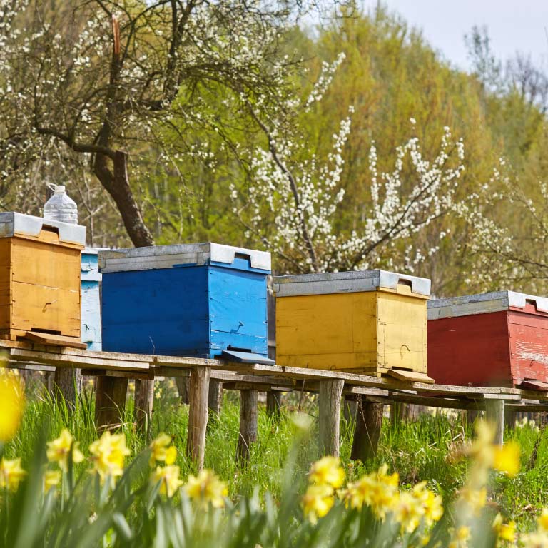Colorful beehives in orchard in early spring.