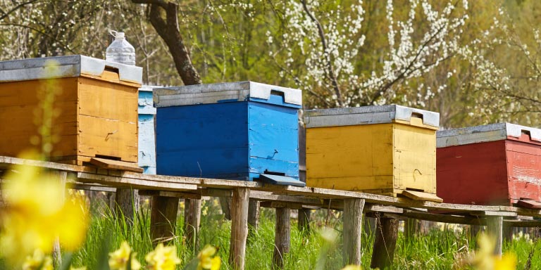 Colorful beehives in orchard in early spring.