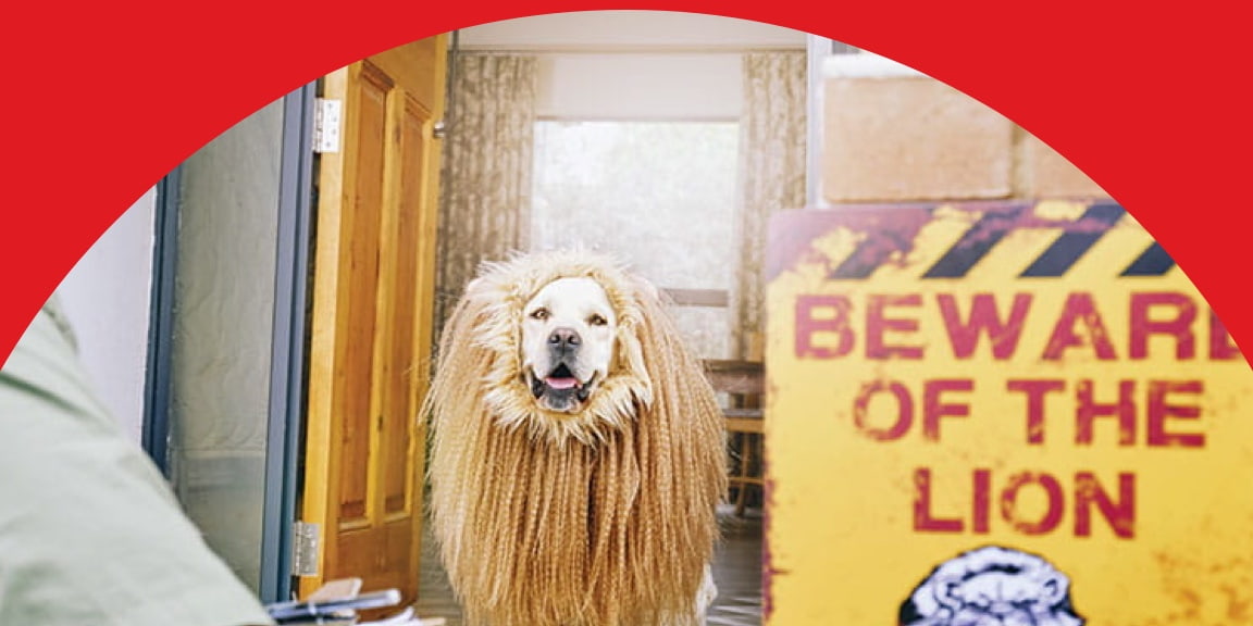 Delivery man faces friendly dog in lion costume standing at the door as he makes a delivery in Momentum Insure Science of Safety TV commercial.