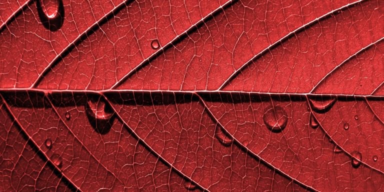 Close up of a dry, vibrant red autumn leaf with dew drops on it.