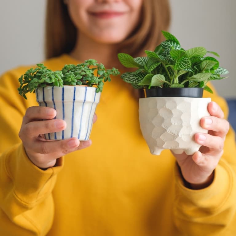 A person in a yellow shirt holds two small potted plants, one in a white-textured pot, the other in a blue-striped pot. The background is blurred to highlight the plants.